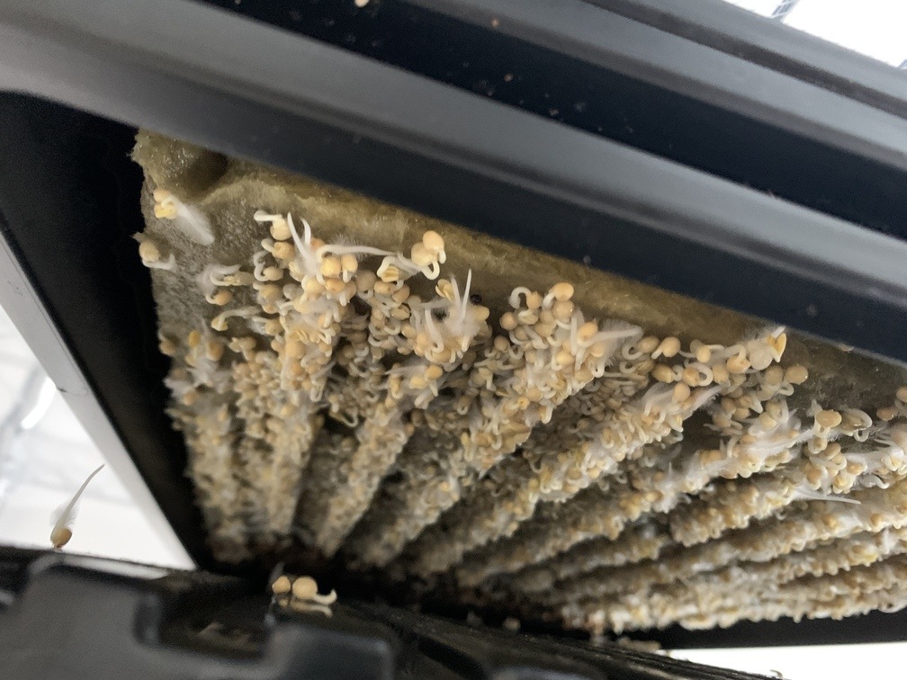 Wie man Microgreens zu Hause anbaut - Weißer Senf_1